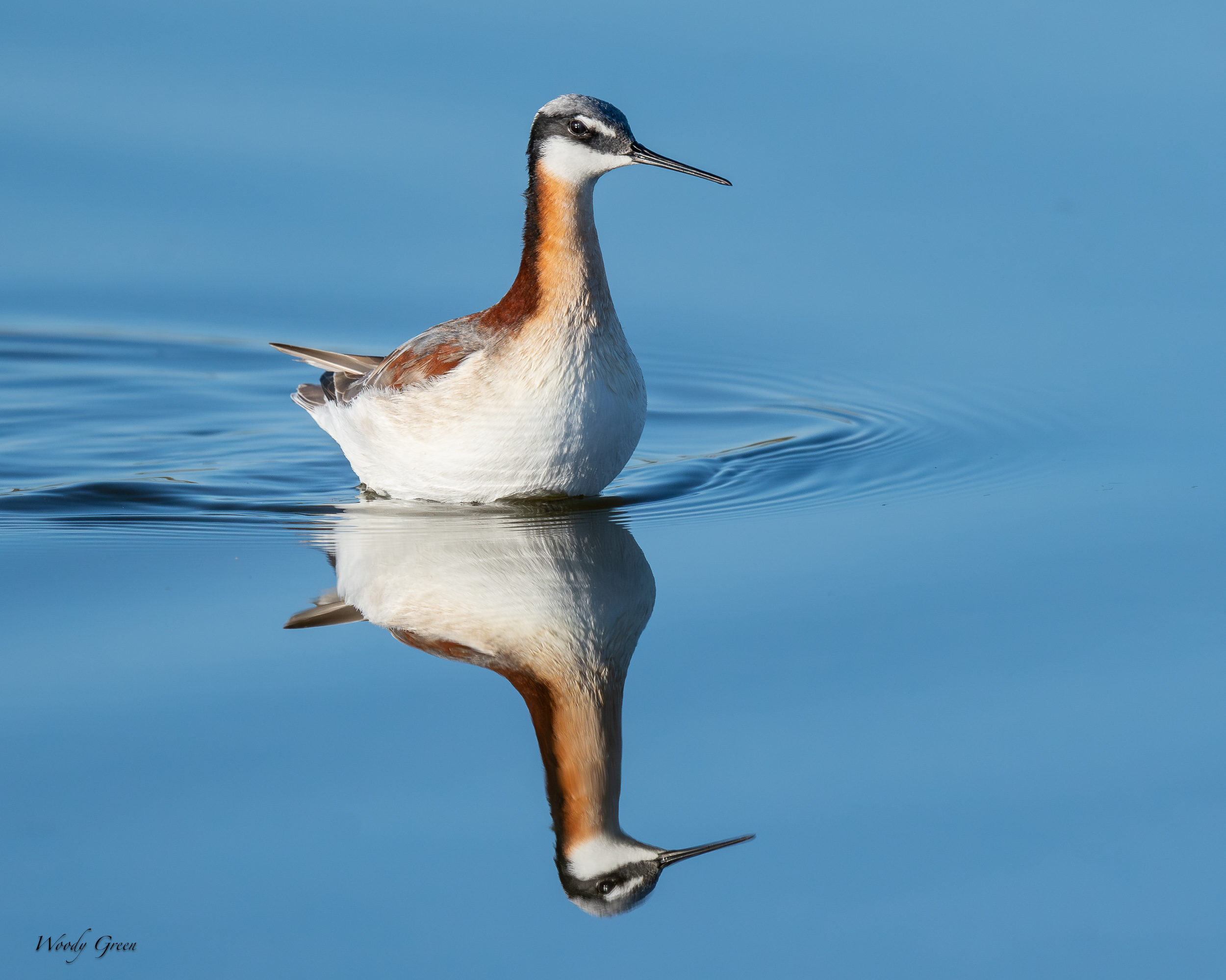 WilsonsPhalarope-631.jpg