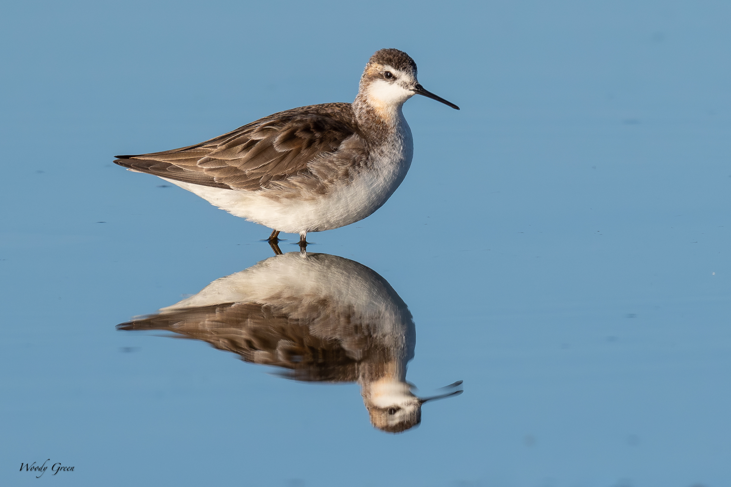 WilsonsPhalarope-632.jpg