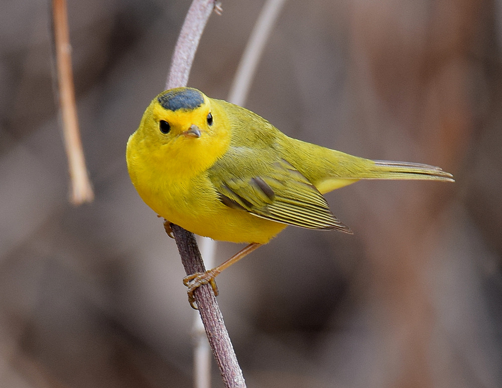 WilsonsWarbler.jpg