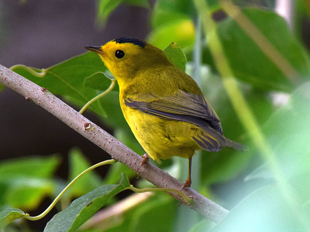 WilsonsWarbler.jpg