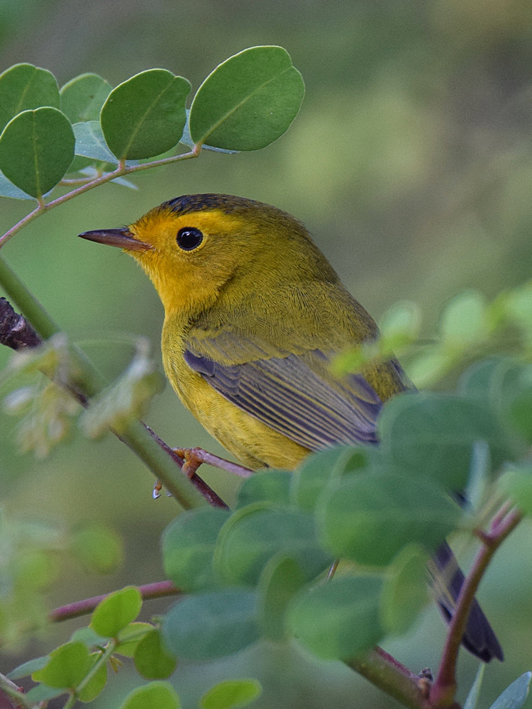 WilsonsWarbler.jpg