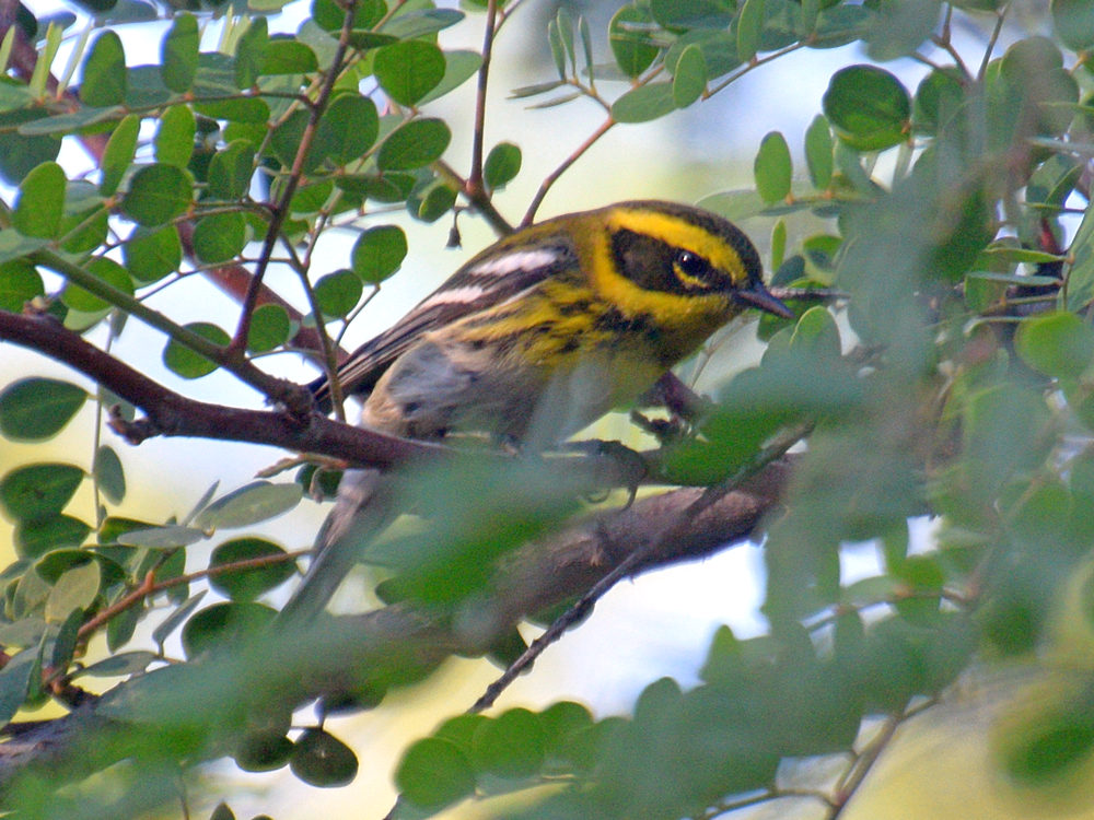 WilsonsWarbler.jpg