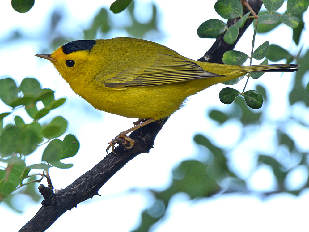 WilsonsWarbler.jpg