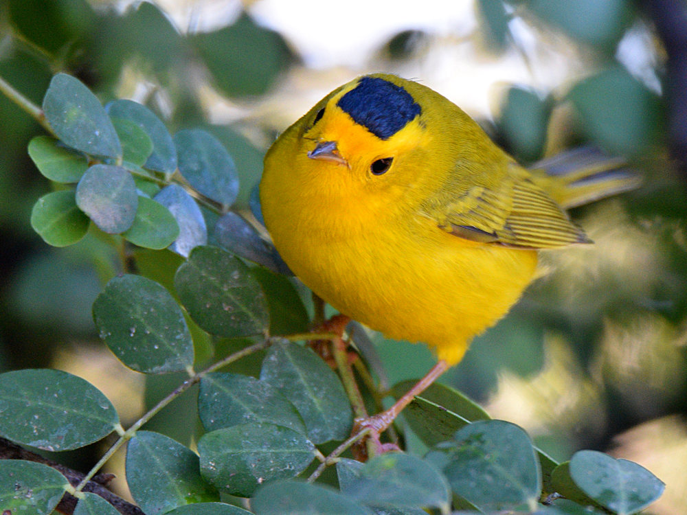WilsonsWarbler.jpg