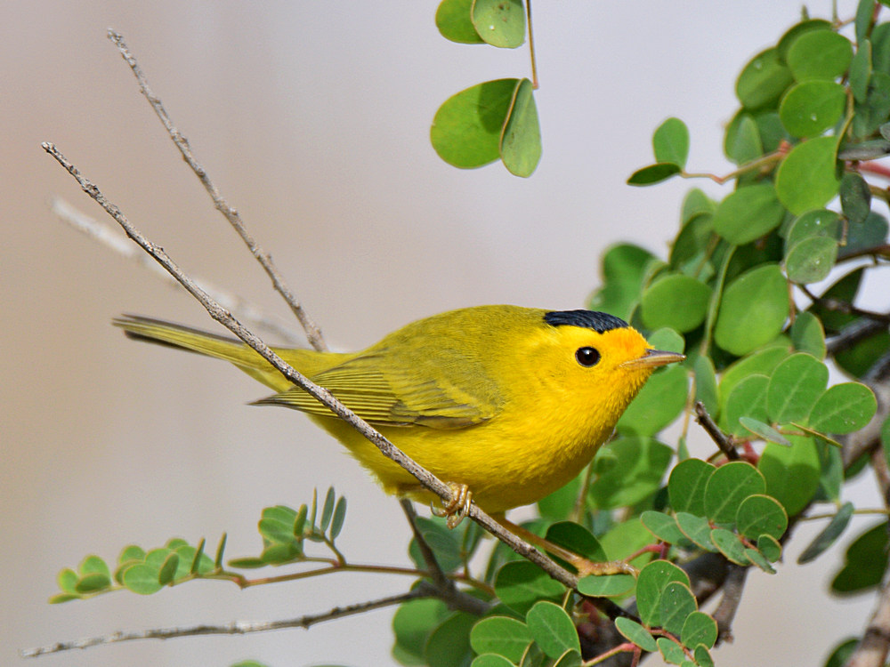 WilsonsWarbler.jpg