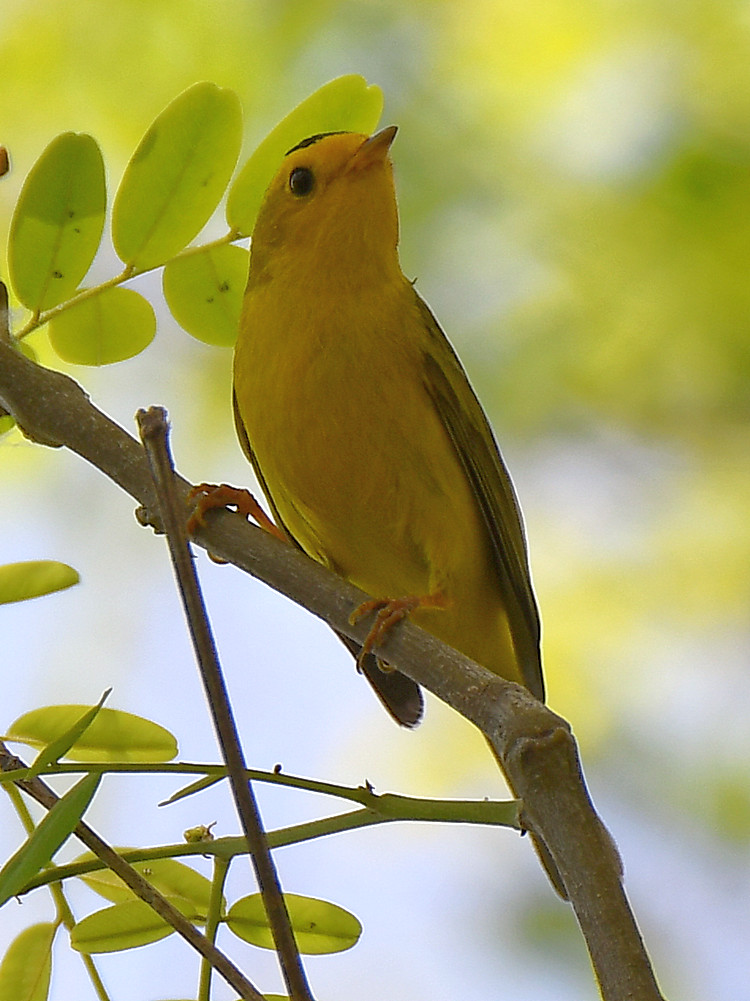 WilsonsWarbler.jpg