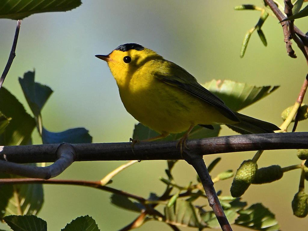 WilsonsWarbler.jpg