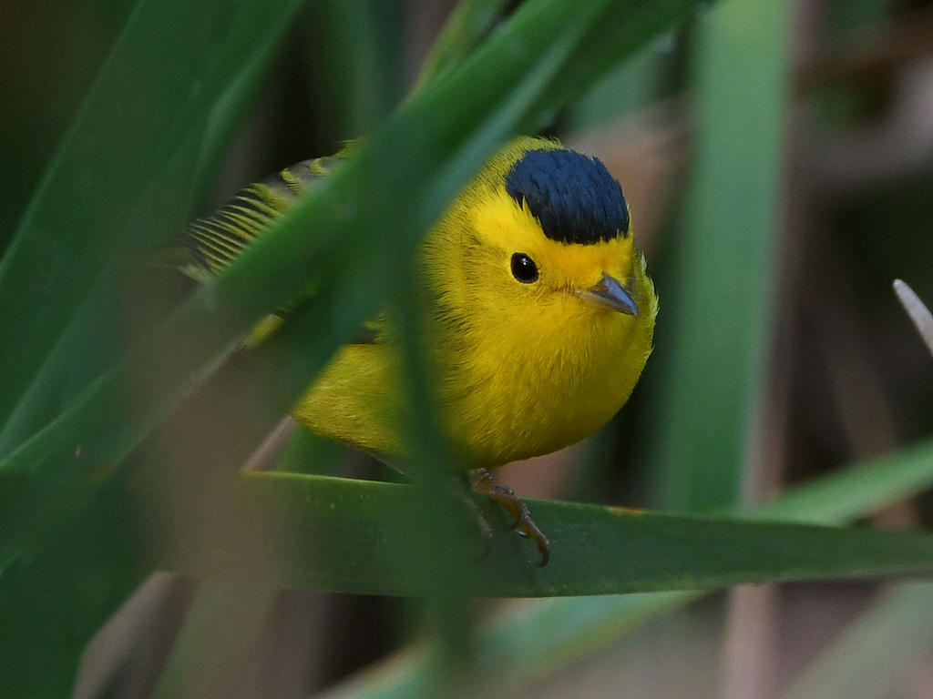 WilsonsWarbler10.jpg