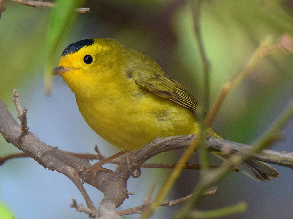 WilsonsWarbler2.jpg