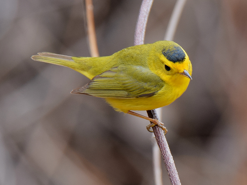 WilsonsWarbler2.jpg
