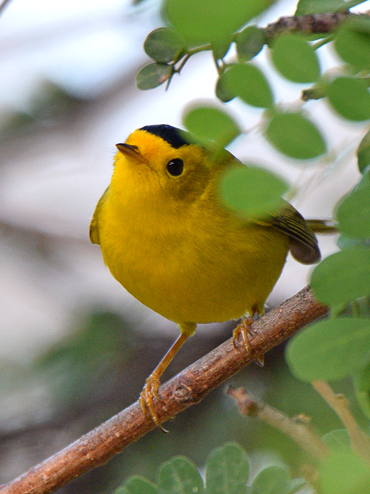 WilsonsWarbler2.jpg