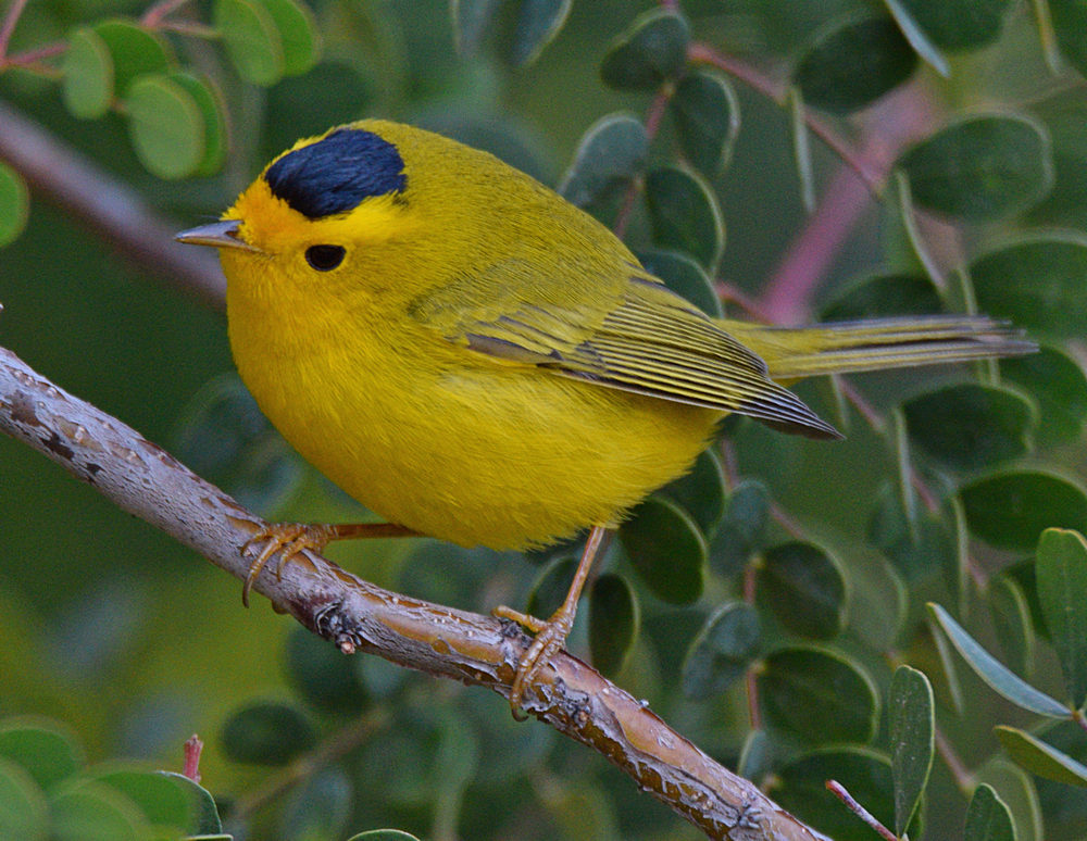 WilsonsWarbler2.jpg