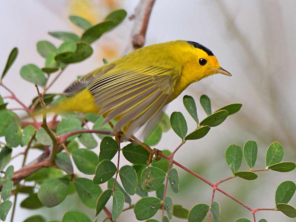 WilsonsWarbler2.jpg