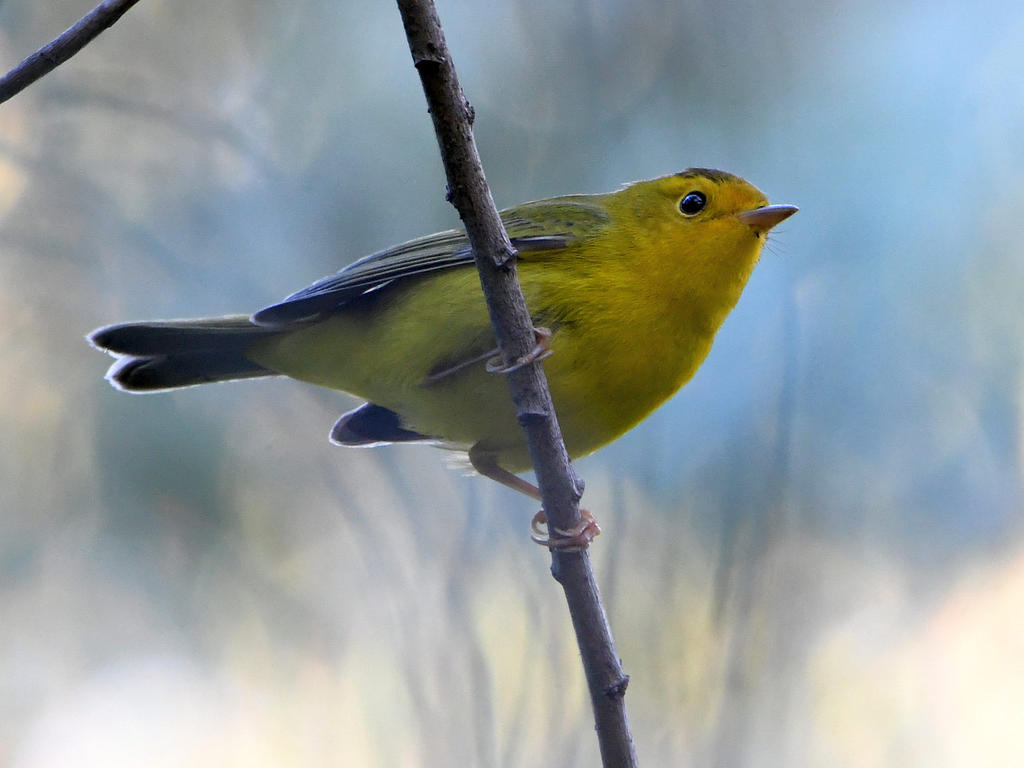 WilsonsWarbler2.jpg