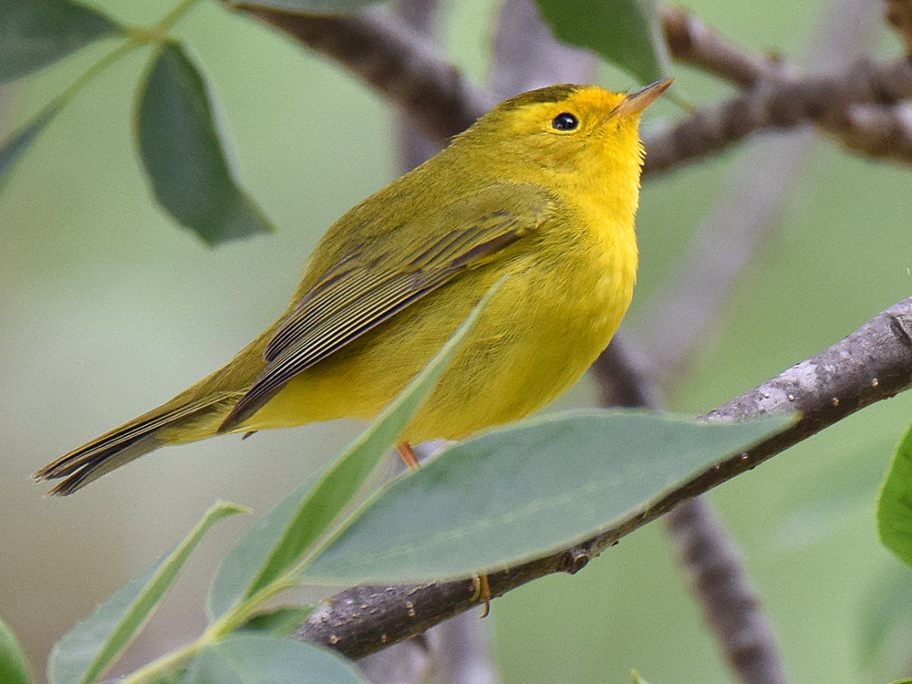 WilsonsWarbler3.jpg