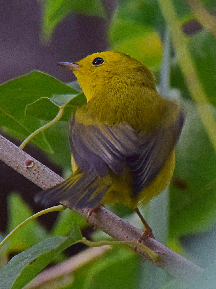 WilsonsWarbler3.jpg