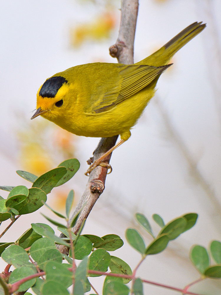 WilsonsWarbler4.jpg