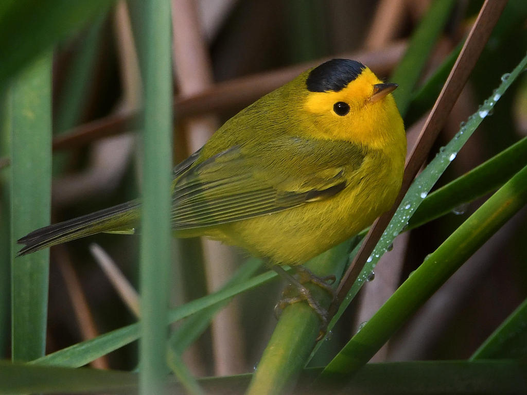 WilsonsWarbler4.jpg