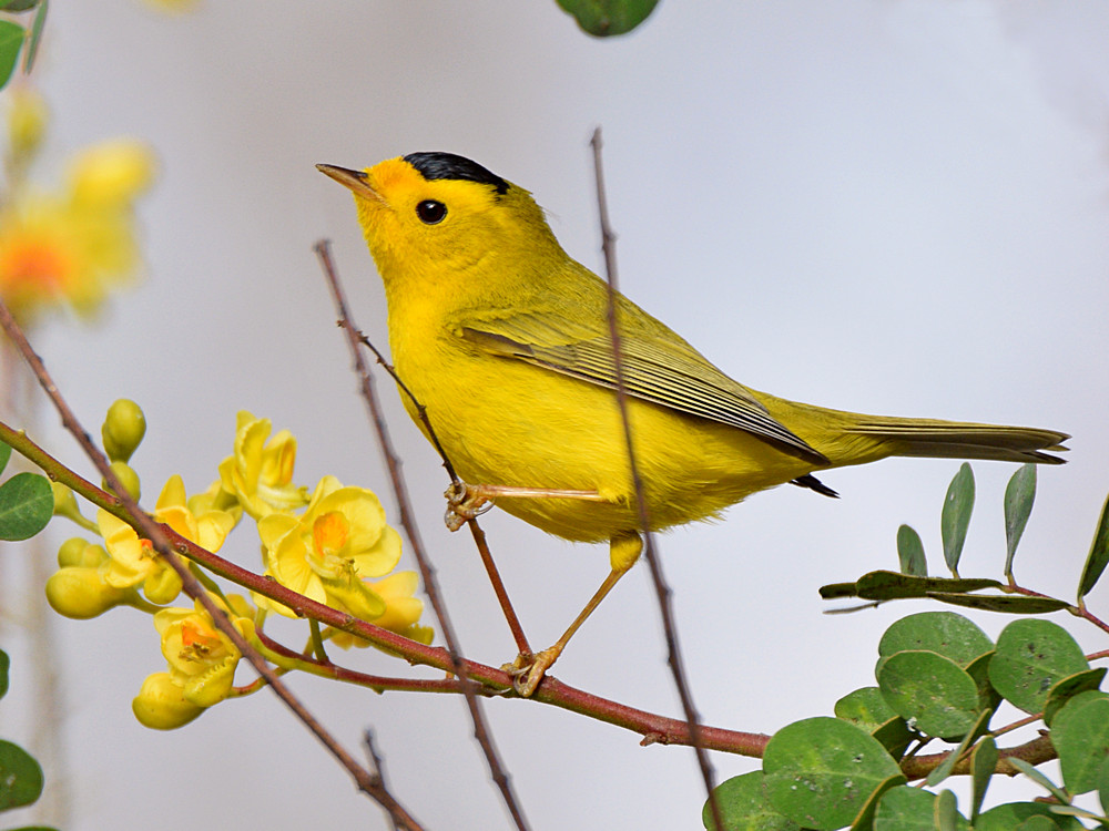 WilsonsWarbler6.jpg