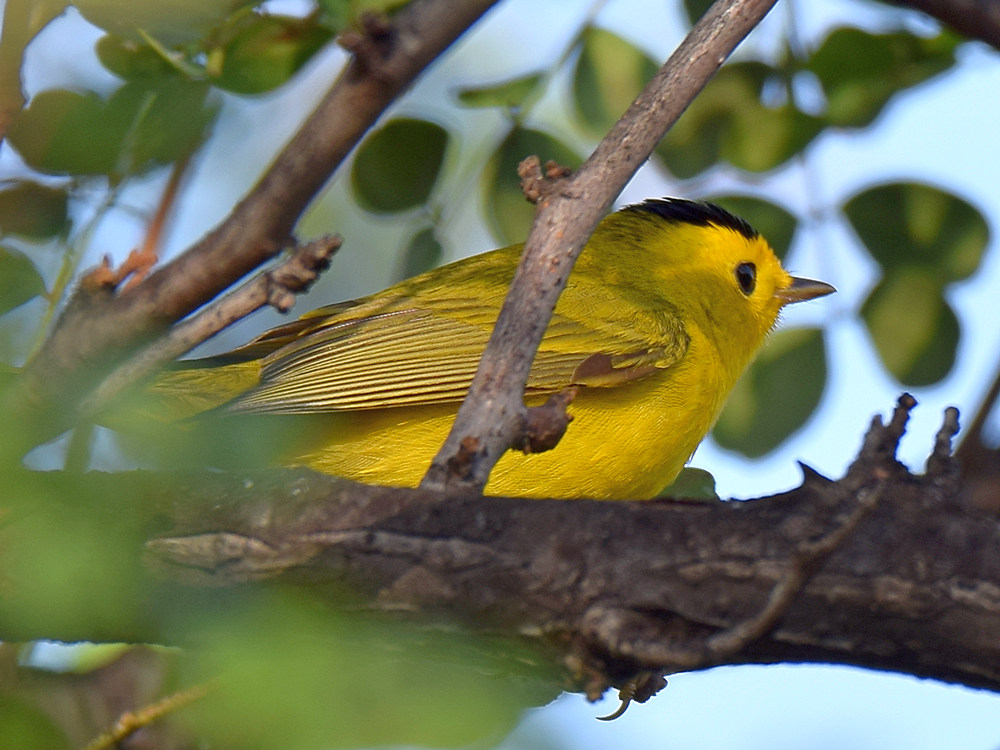 WilsonWarbler.jpg
