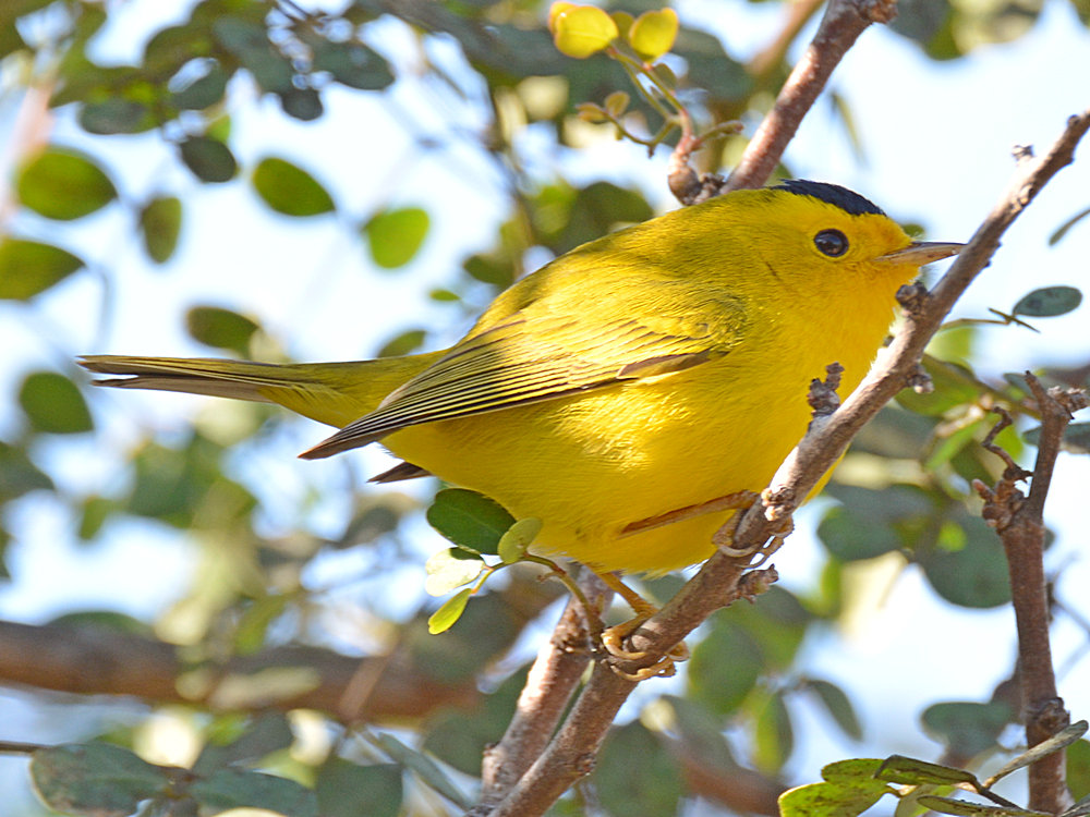 WilsonWarbler2.jpg
