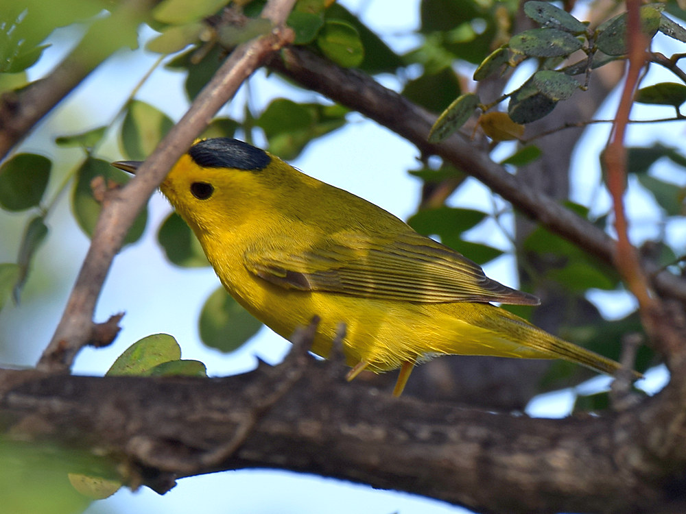 WilsonWarbler2.jpg