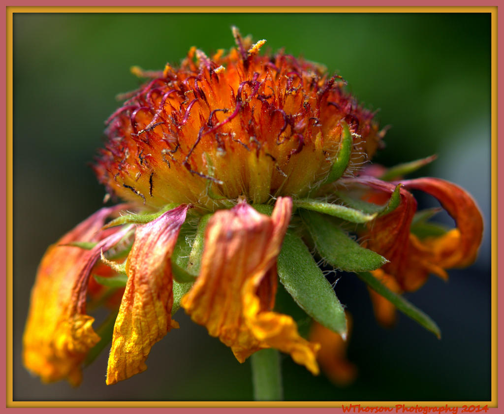 Wilted Flower.jpg