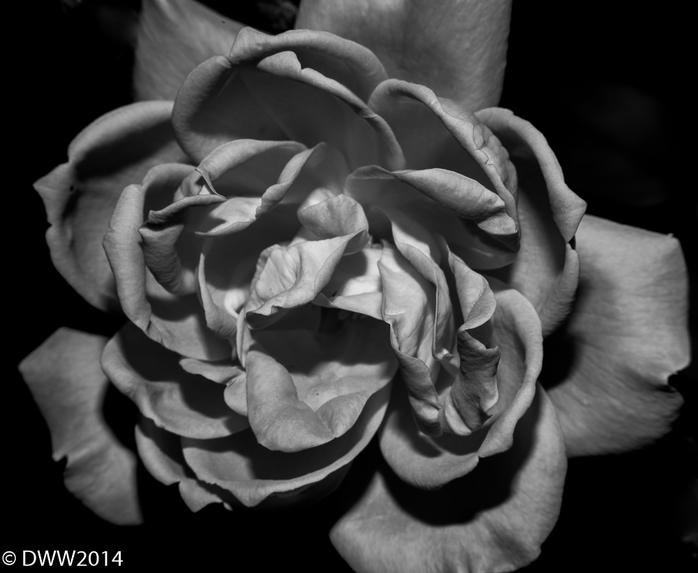 Wilting B&W (1 of 1).jpg