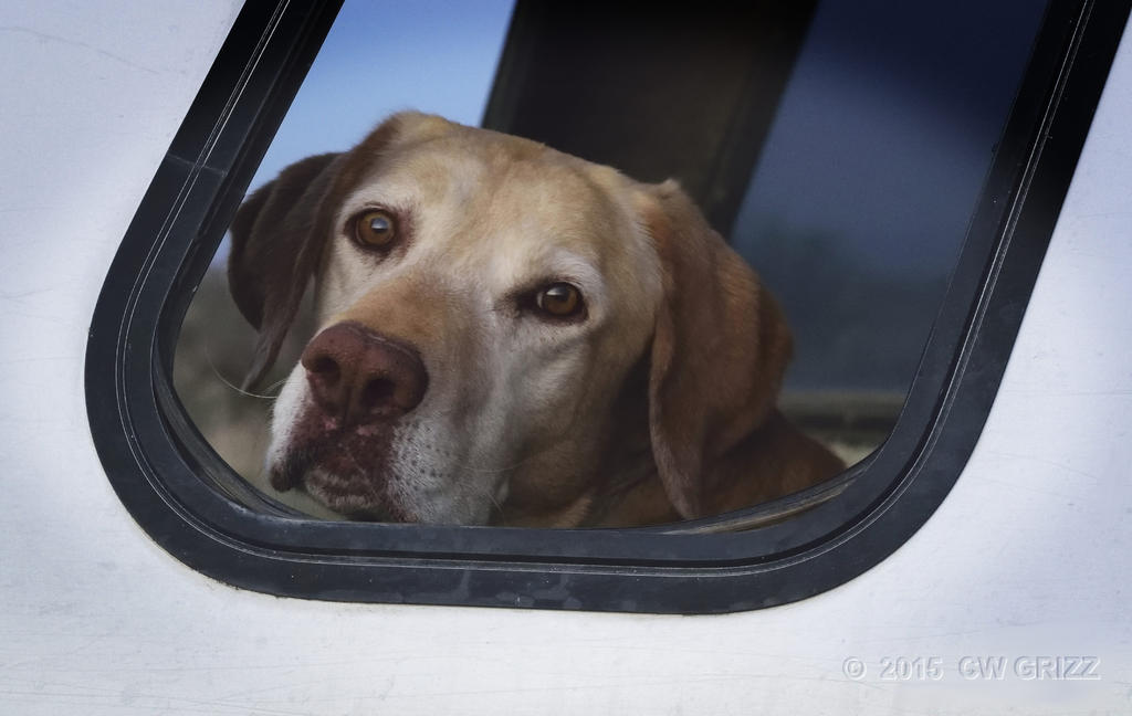window-charlie-cr1.jpg