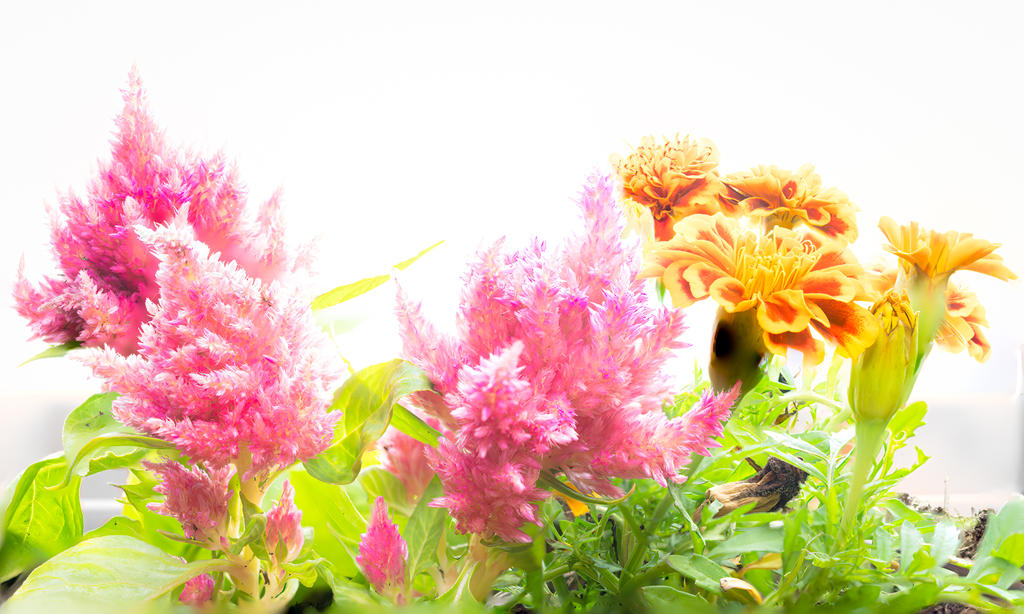 Windowbox Stack (1 of 1).jpg