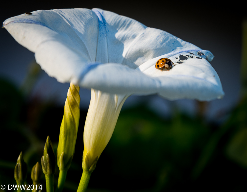 Windy ladybug (1 of 1).jpg