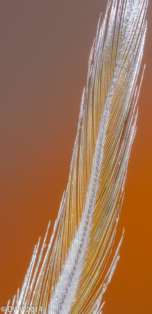Wing Feather (1 of 1).jpg