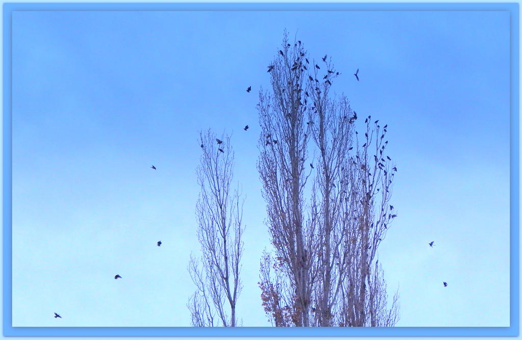 Winter Birds.jpg