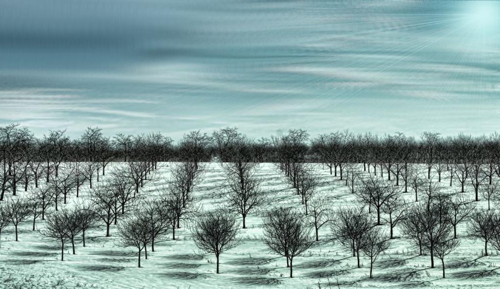 Winter cherrie trees 1200.jpg