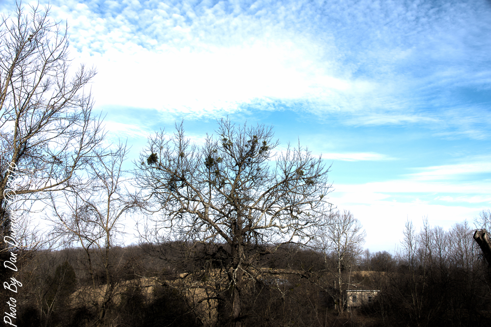 Winter Trees-2528-Edit.JPG