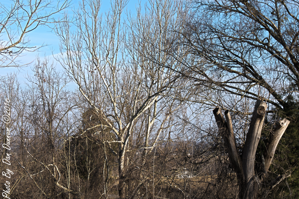 Winter Trees-2538-Edit.JPG