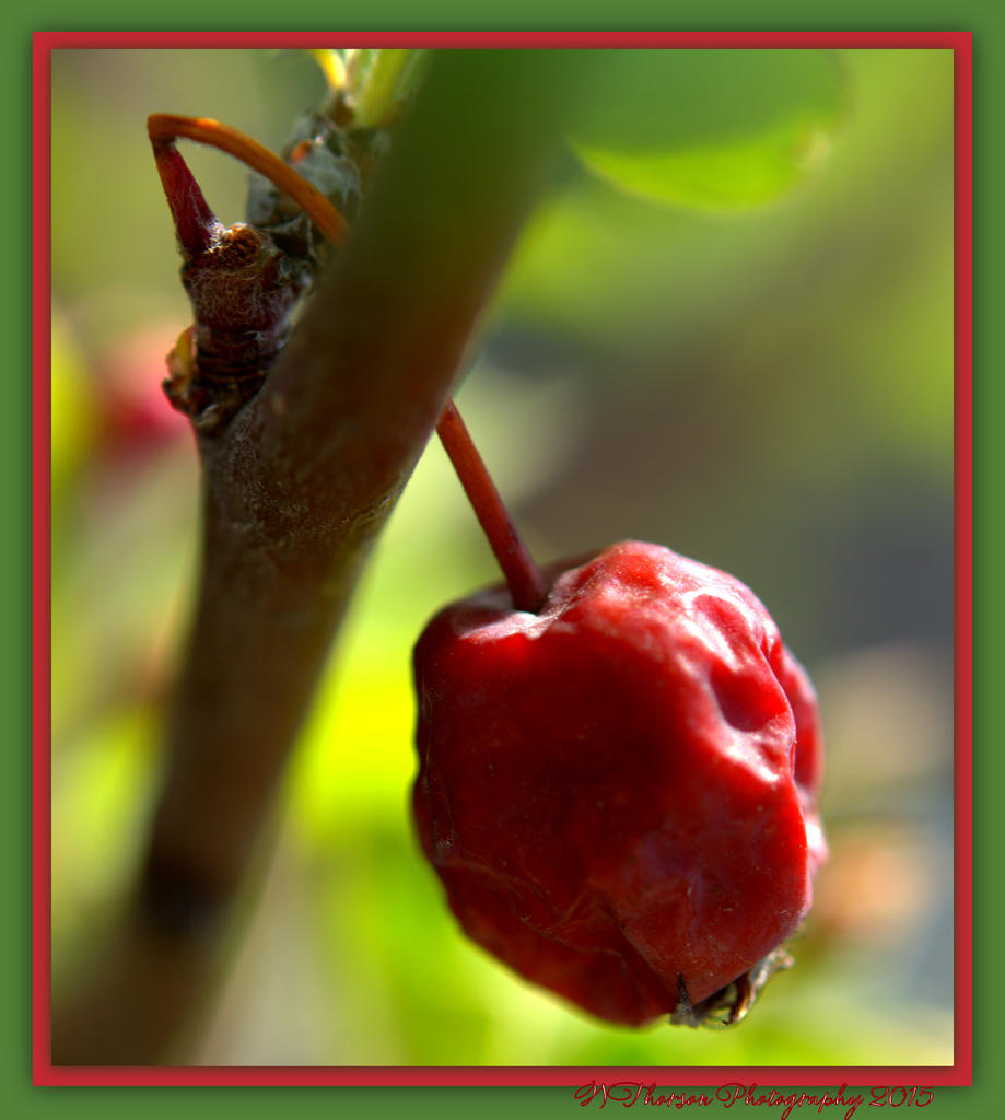 Wintered Crab Apple.jpg