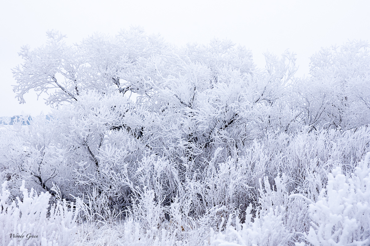 Winterscape-5.jpg