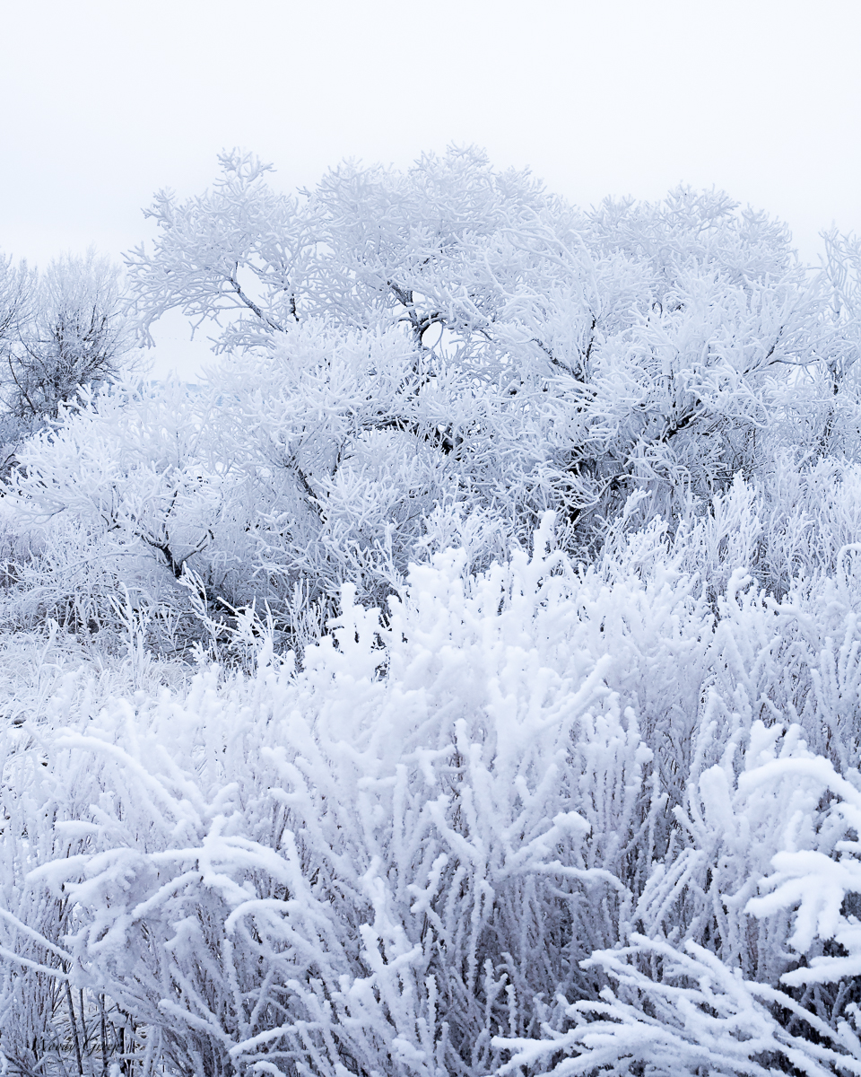 Winterscape-6.jpg