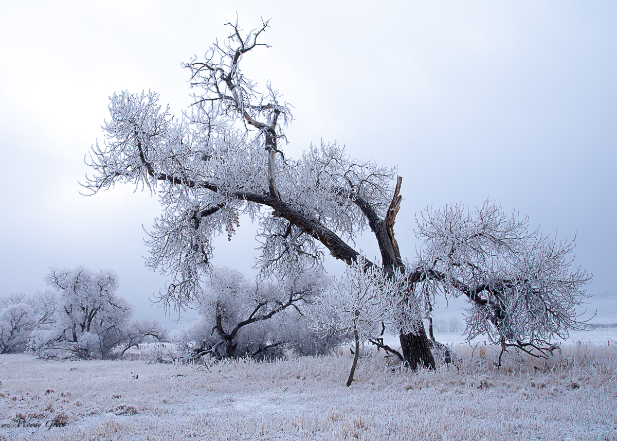 WinterTree-3.jpg