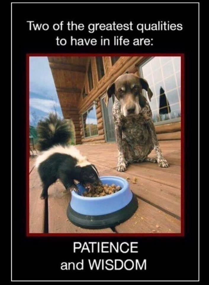 wisdom.jpg