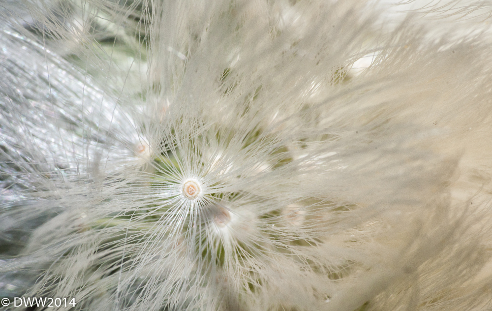 Wispy  (1 of 1).jpg