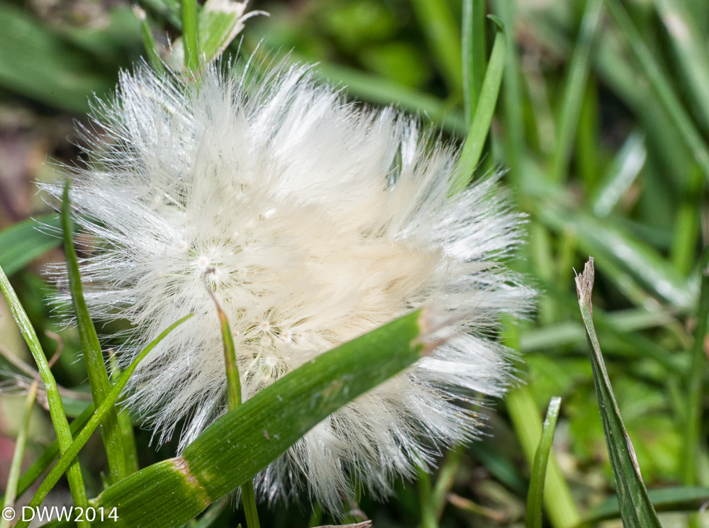 Wispy 2 (1 of 1).jpg