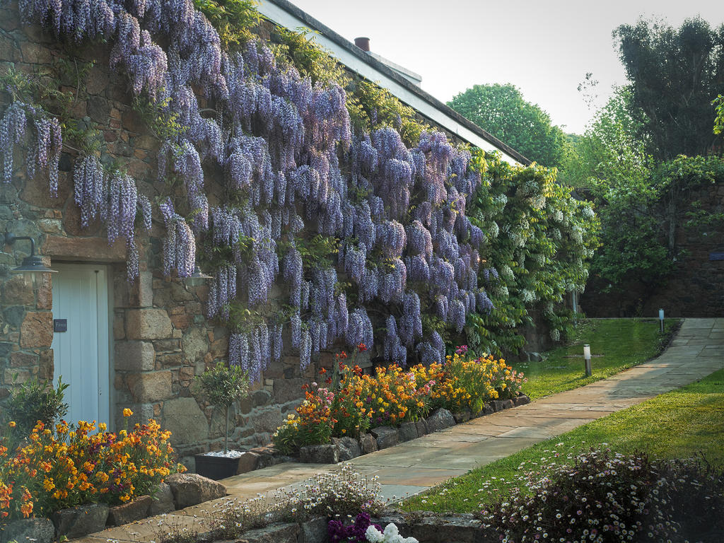 Wisteria Wall.jpg