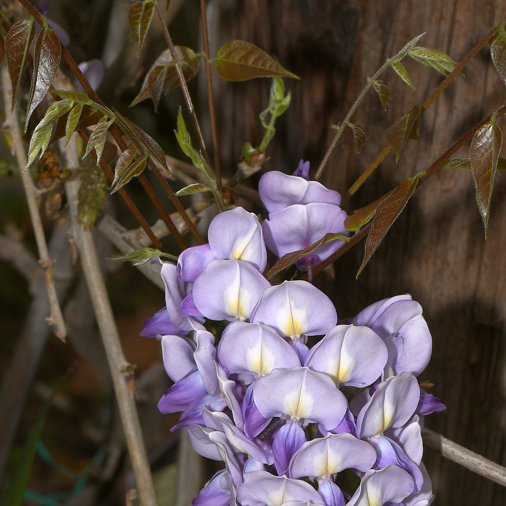 Wisteria2.jpg