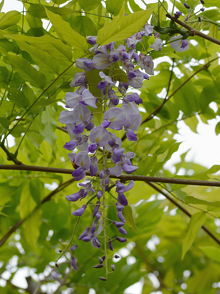 Wisteria2.jpg