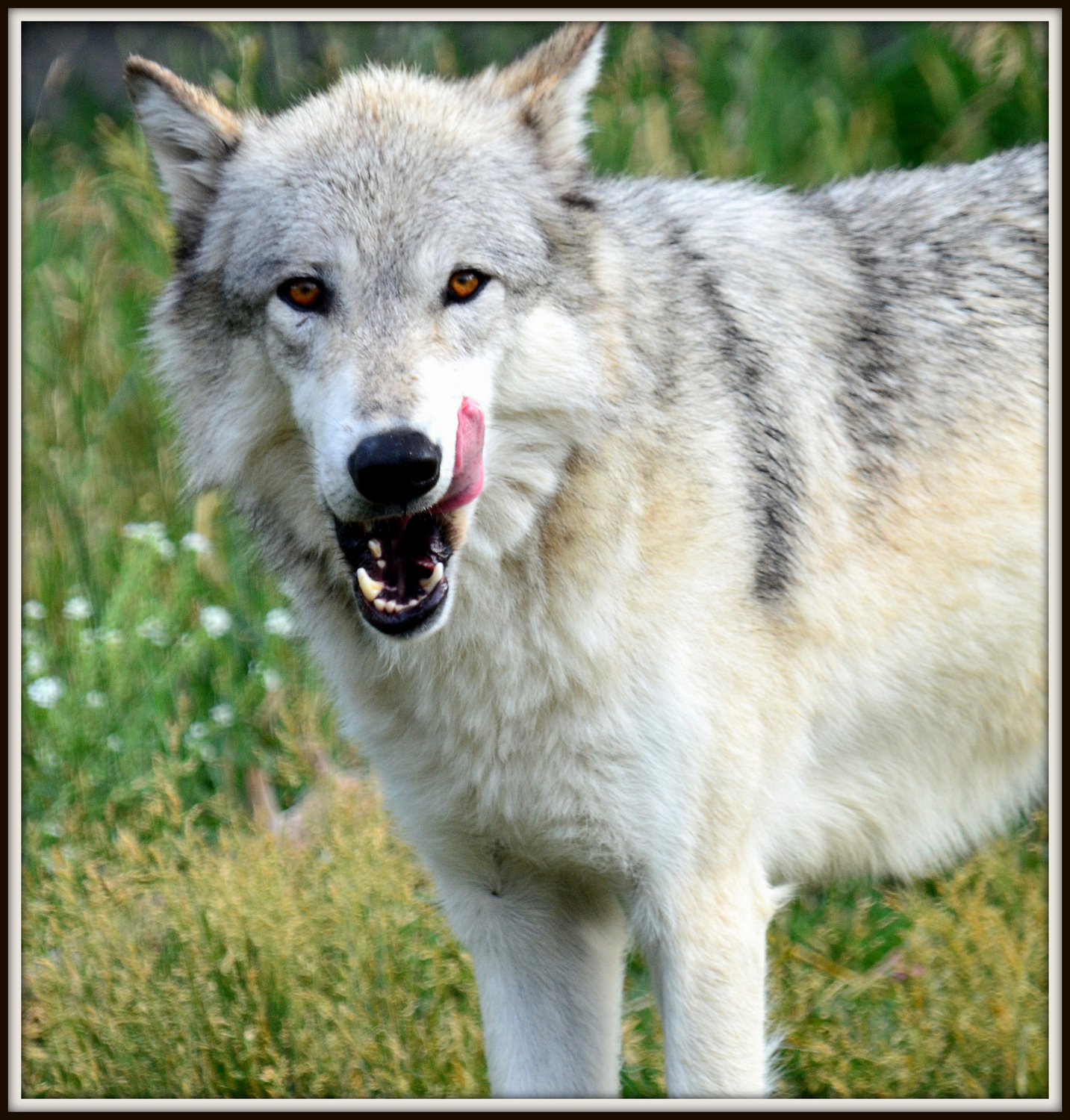 WOLF (286)-001.JPG
