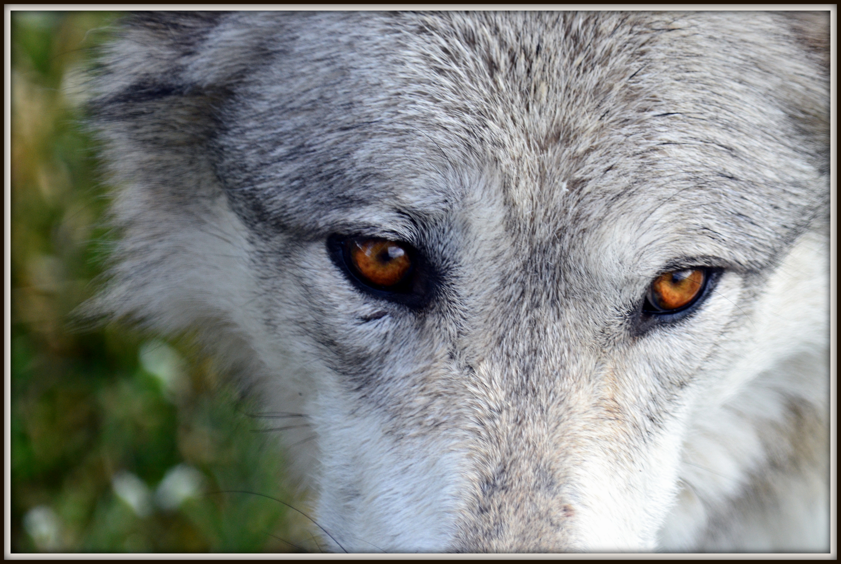 WOLF (301).JPG