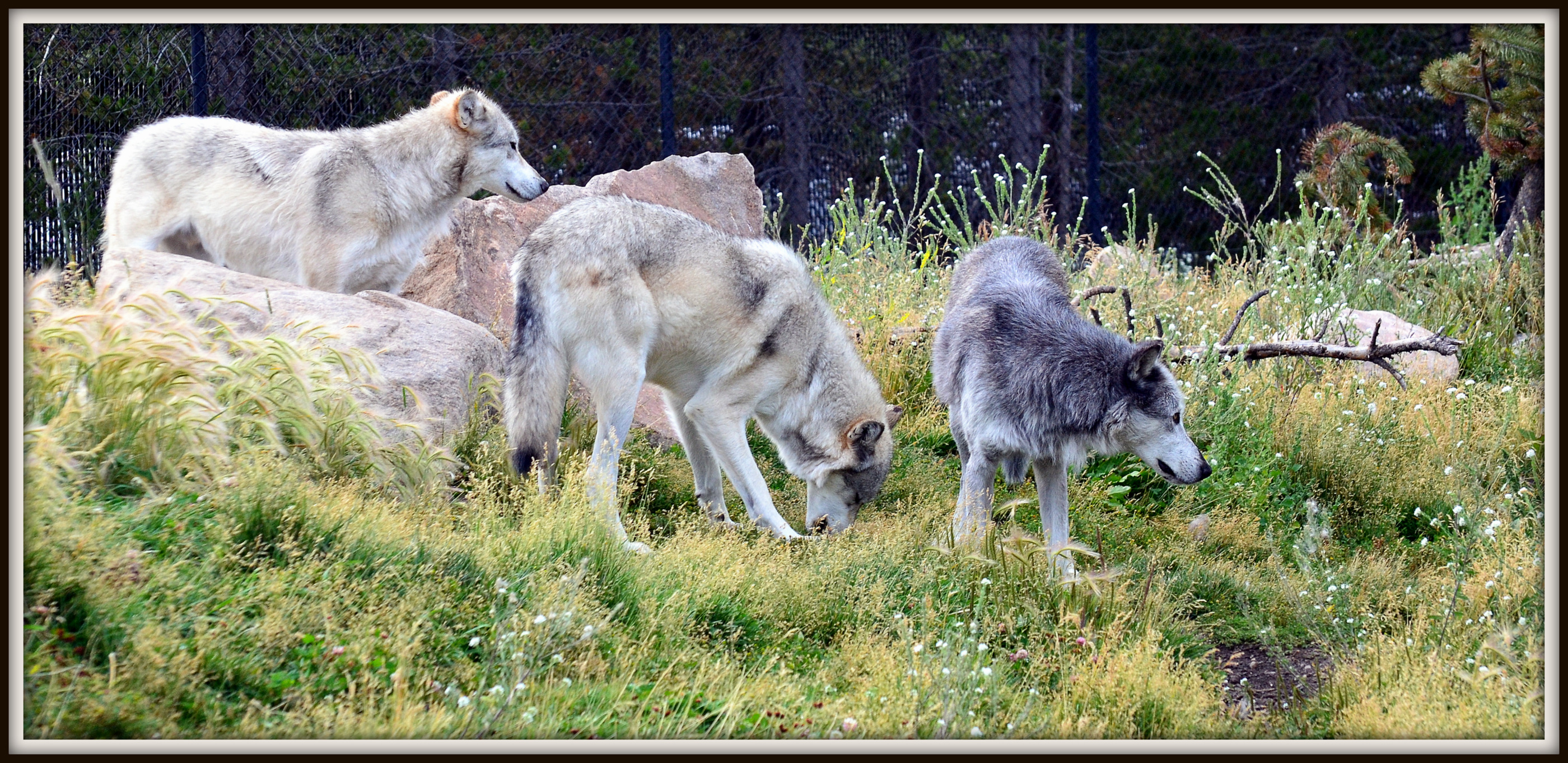 WOLF (34).JPG