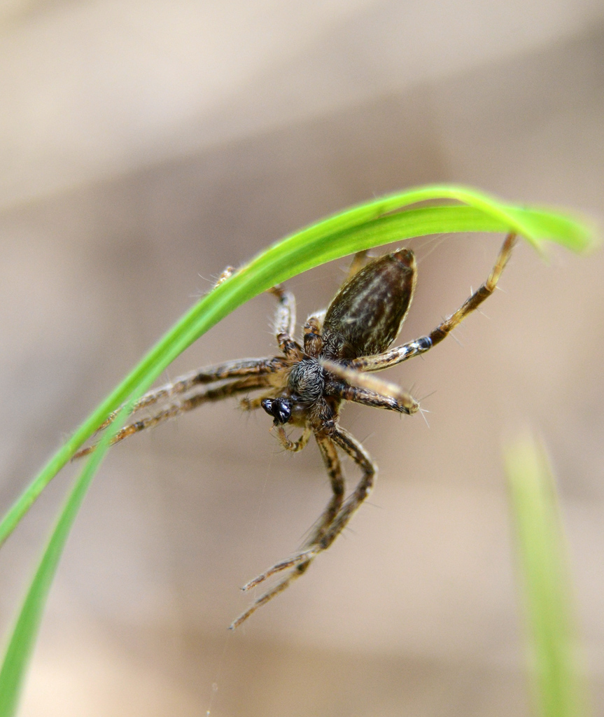 Wolf Spider 4.jpg